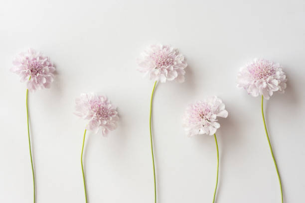 istock Group of light pink scabiosa flowers on a white background 1286980134