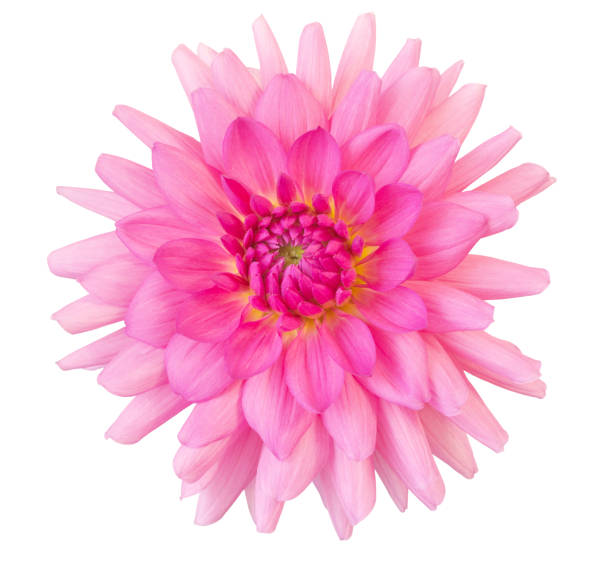 istock Lush pink dahlia isolated on white. 1286980140