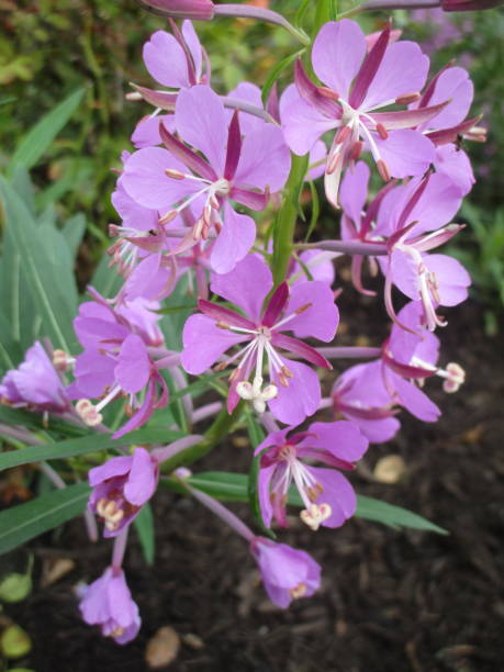 istock Bright Purple Violet Phlox Flower Close Up 1286982614