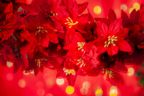 Red Poinsettia garland lays on a mirror and is reflected in with Christmas lighting.