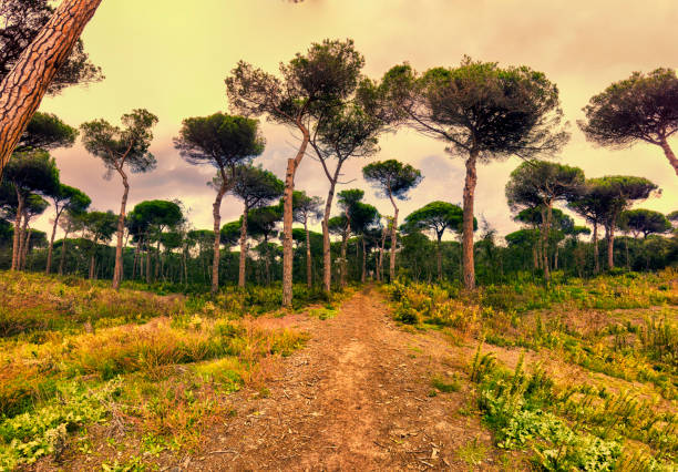 Sunrise at domestic pine trees forest with Immersive panoramic view on pathway and big trees surrounded by uncultivated Mediterranean