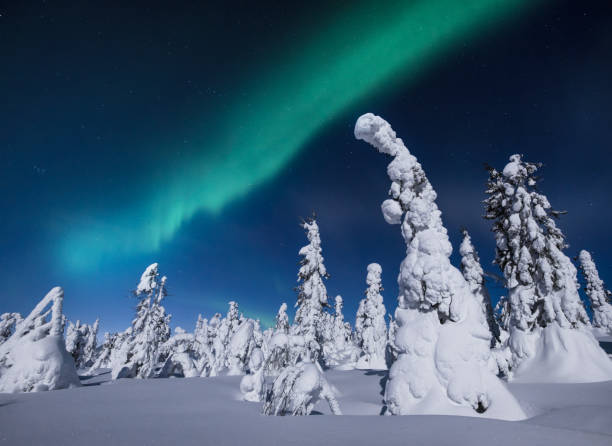 istock Northern magic in the winter forest 1286988768