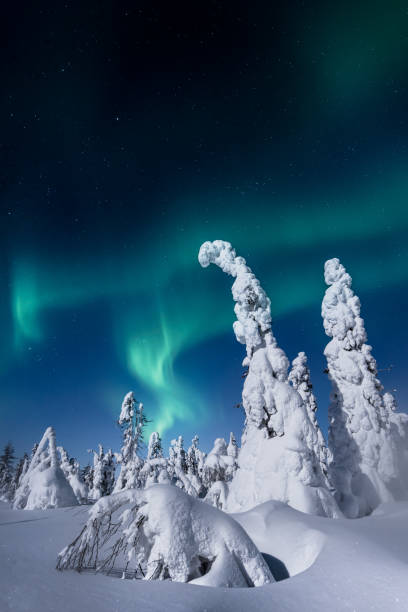 istock Northern magic in the winter forest 1286988770