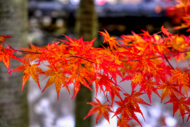 istock the autumn leaves 1286988812