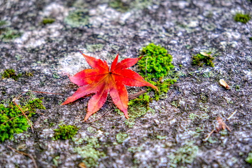 In Leonard Harrison State Park a red and yellow autumn colored leaf is on top of a moss covered stone in Pennsylvania, USA.