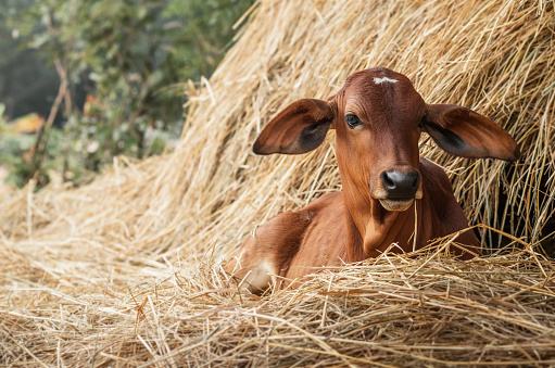 red calf lying near hay stack