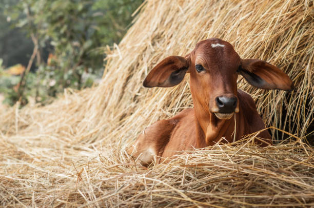 czerwony brahman łydki leżącej w pobliżu stosu siana - bydło zebu zdjęcia i obrazy z banku zdjęć