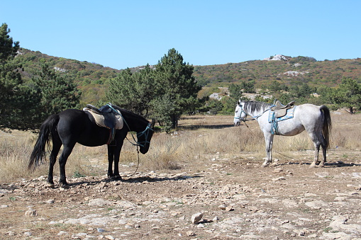 photo two horses. one horse is white. the second horse is black. there is a beautiful landscape around. the animals are ready for riding.