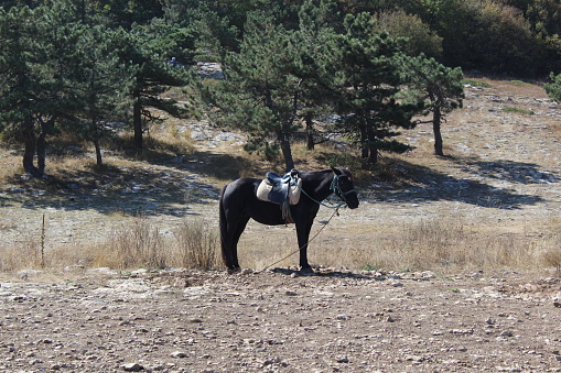 photo of a black horse for riding. it stands in a field. the animal has a harness and saddle. nearby hills with green bushes. the season is autumn.