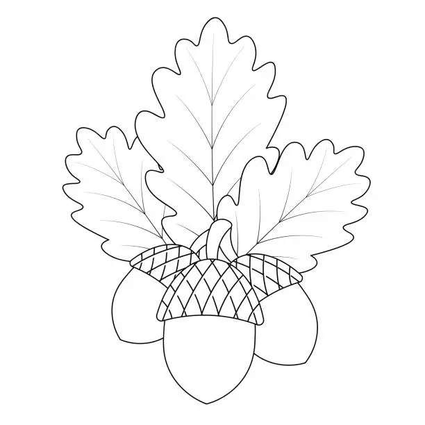 Vector illustration of Acorns and oak leaves. Fruits with a hard shell. The foliage of the tree is veined. Vector illustration. Outline on an isolated white background. Doodle style. Sketch. Harvest of the autumn forest. Coloring book for children. Forest herbarium.