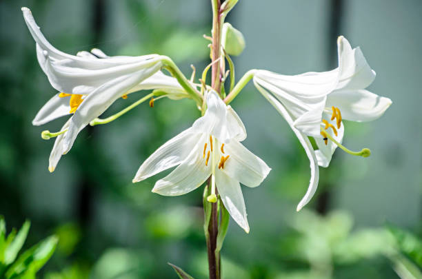 istock White branch Lilium flowers, green leafs close up 1286993042