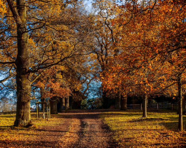 istock walking footpath autumn fall nature outdoors landscape environment beautiful 1286993633