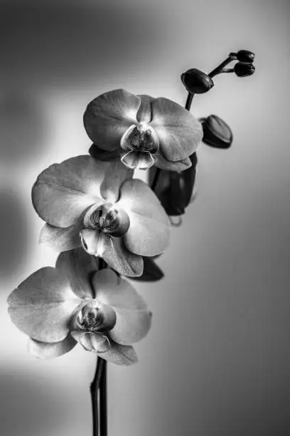 Photo of Three orchid flowers black and white