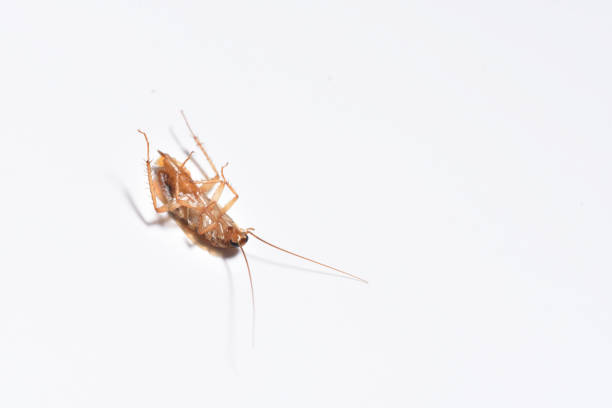 istock Dead brown cockroach close up on white background 1286993763