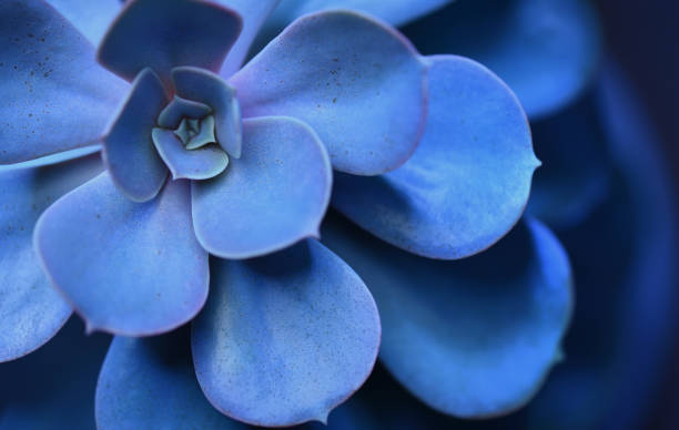 istock Abstract image succulent plant of blue color as background 1286993796