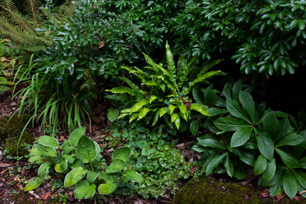 istock green fern vegetation 1286993881