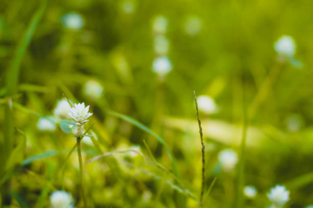 istock Selective focus Green grass and little white wild flowers meadow with soft style 1286994432