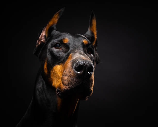 Portrait of a Doberman dog on an isolated black background. stock photo