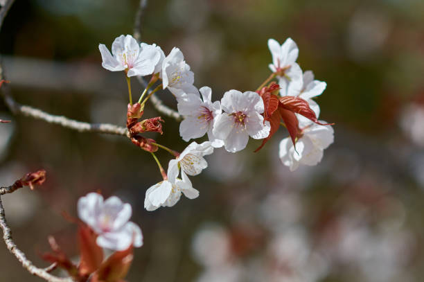 istock Cherry blossoms Sakura in spring in Japan 1286996398