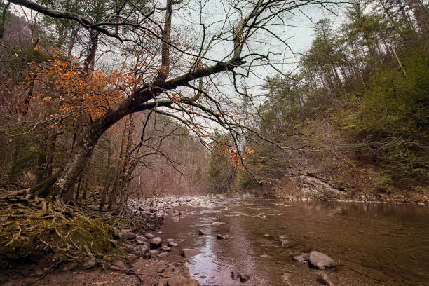 istock Smoky mountains national park, river edge 1286997882