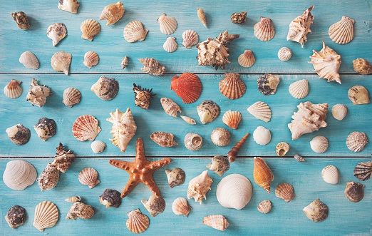 Many beautiful sea shells on blue wooden background,  top view