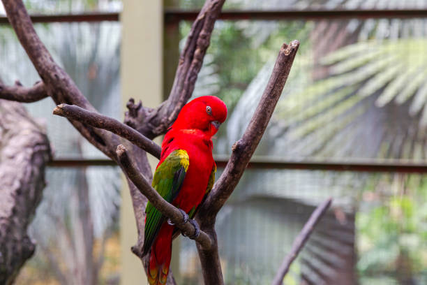 istock A bright red parrot with green wings on a dry tree. Malaysia 1286999212