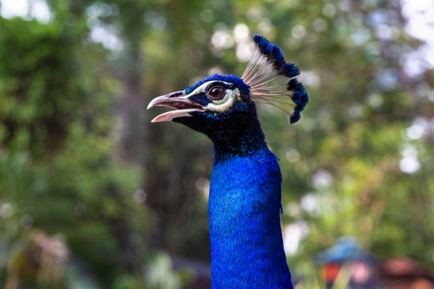 istock Peacock head close up. Malaysia 1286999243