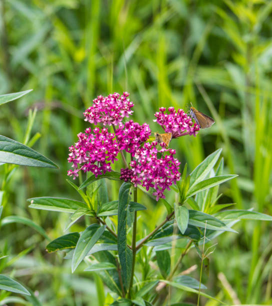 istock Red Swamp Milkweed With Small Butterfly 1287001692