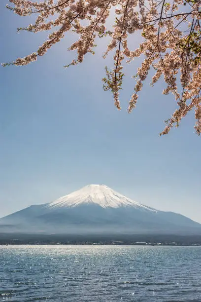 View of the Mt. Fuji symbol of Japan and Yamanaka lake with cherry blossoms stock photo