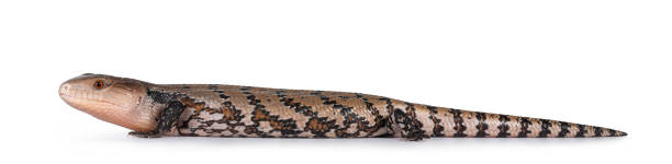 istock Indonesian blue tongue skink on white 1287003235