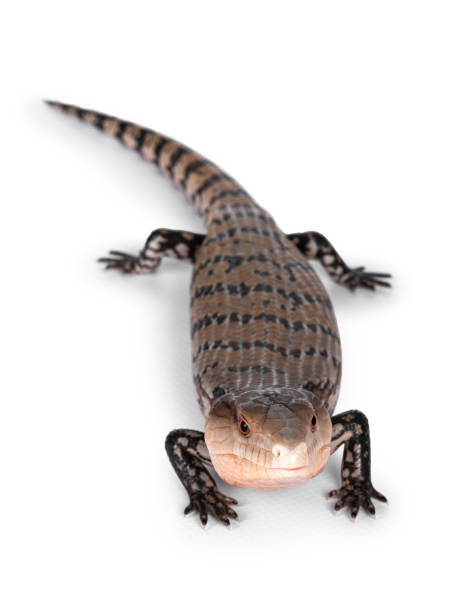 istock Indonesian blue tongue skink on white 1287003280