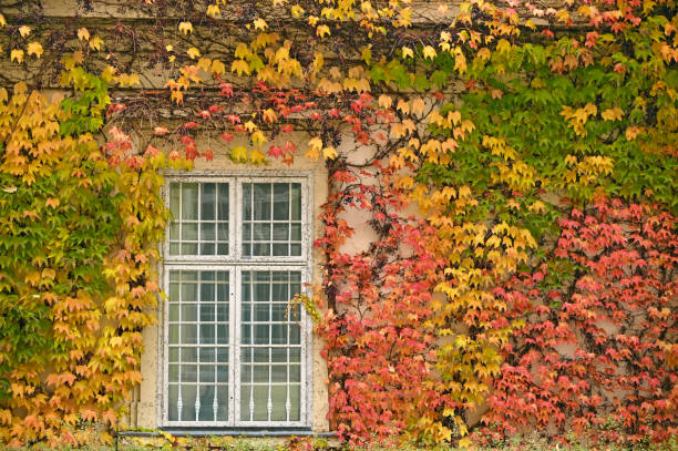 istock wall with rustic window and colorful creeper foliage autumn season 1287003475
