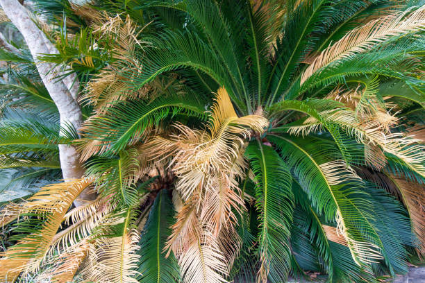 istock Sago Palm Tree With Yellow Dry Leaves 1287005046