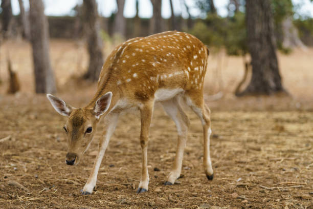 istock Fallow Deer (Dama Dama)  standing on the meadow with forest in the background 1287006502