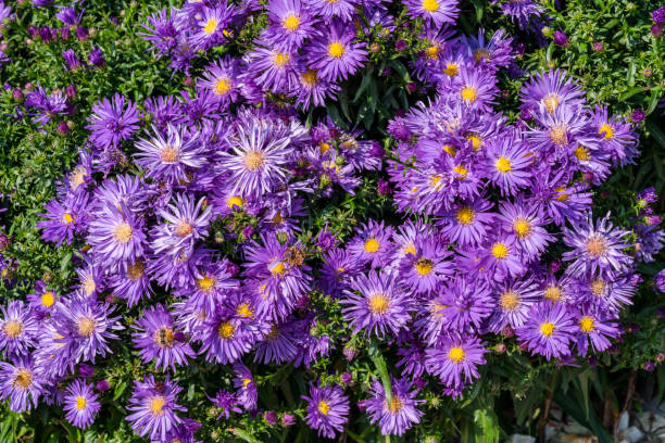 istock Ceratostigma plumbaginoides 1287006665