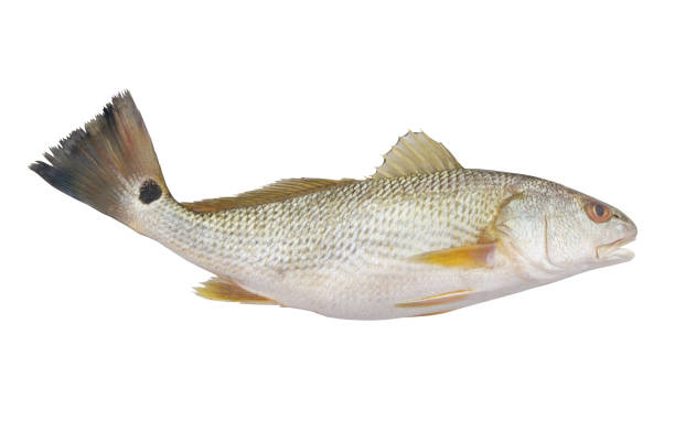 Red Emperor Snapper, lutjanus sebae, close up in sea water near the corals.