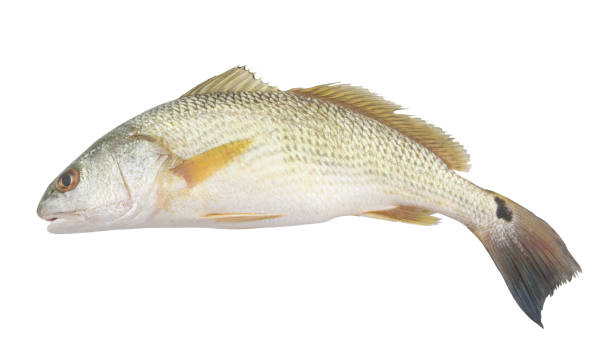 istock Red drum fish or redfish isolated on white 1287006682