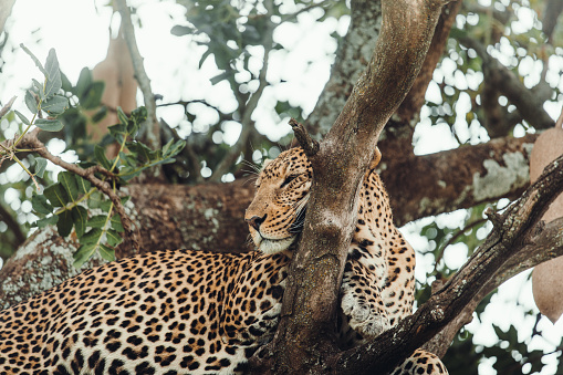 View of the beautiful leopard having a rest on the tree after the dinner, during safari trip in Serengeti - Northern Tanzania, East Africa