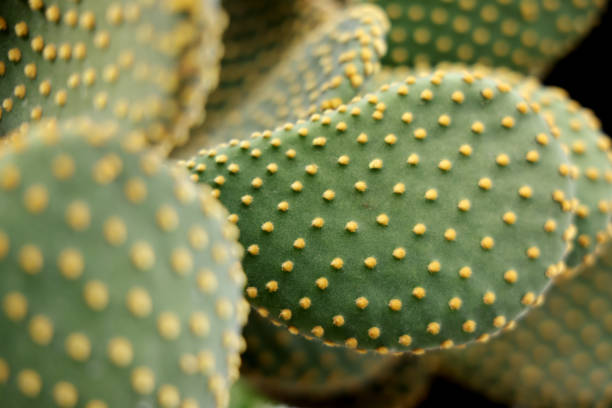 fond de cactus - prickly pear cactus photos et images de collection