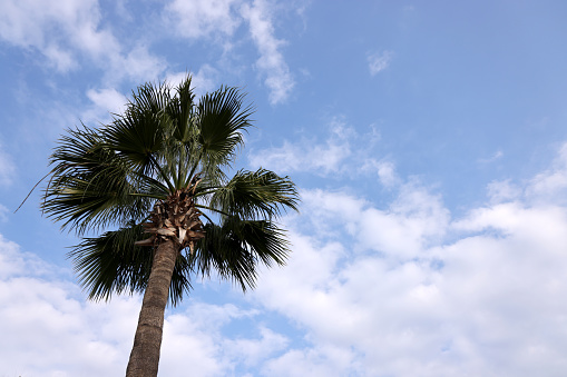Palm tree branches against sky