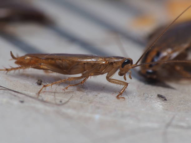 istock Close up shot of cockroach 1287011308