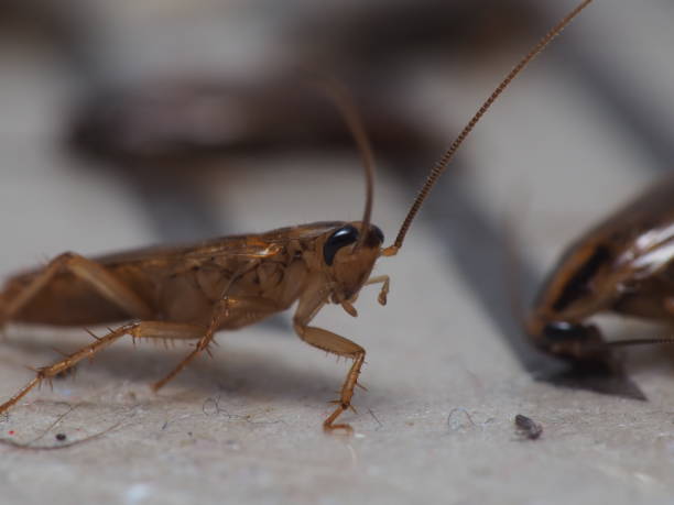 istock Close up shot of cockroach 1287011340
