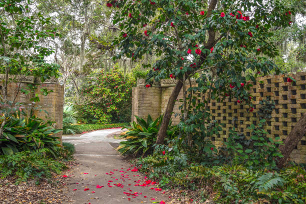 Garden Pathway With Large Live Oak Tree Myrtle Beach, South Carolina, USA - February 23, 2014: Winding garden path among live oak trees and tropical warm weather plants at Brookgreen Gardens near Myrtle Beach, South Carolina. camellia photos stock pictures, royalty-free photos & images