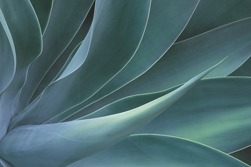 Closeup of Fox Tail Agave Plant in Blue Tone Color Natural Pattern Background