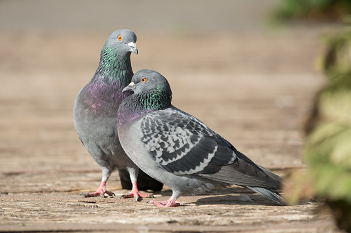 Two pigeons in the sunlight acting like lovebirds on a path