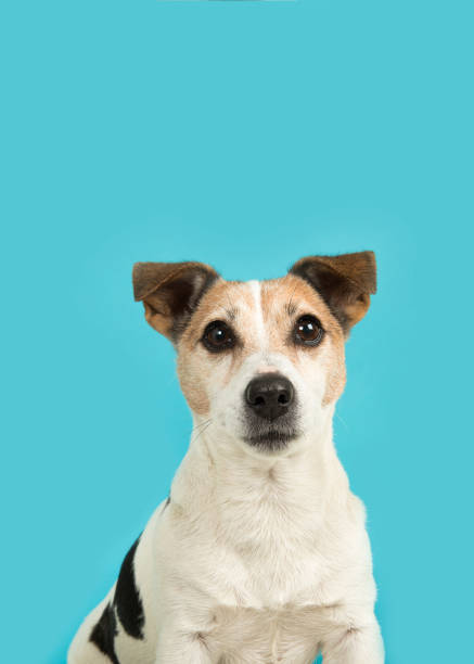 istock Cute jack russell dog portrait looking up on a blue background in a vertical image 1287016066