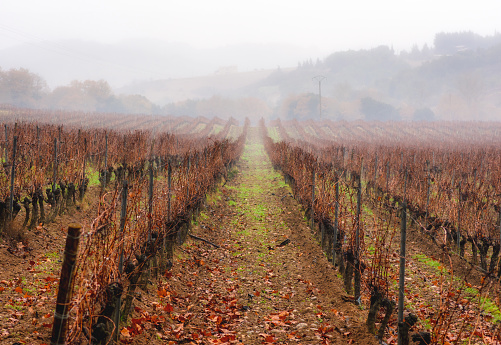 Foggy vineyard at winter in the region of occitania, Aude, France