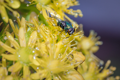 European Green blowfly (lucilia sericata) sitting on a yellow garden flower, Cape Town, South Africa