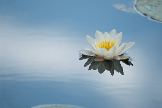 white water lily is a bright blue lake - white water lily imagens e fotografias de stock