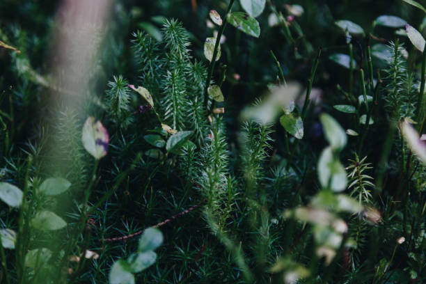 istock Close up view of fresh green moss 1287018833